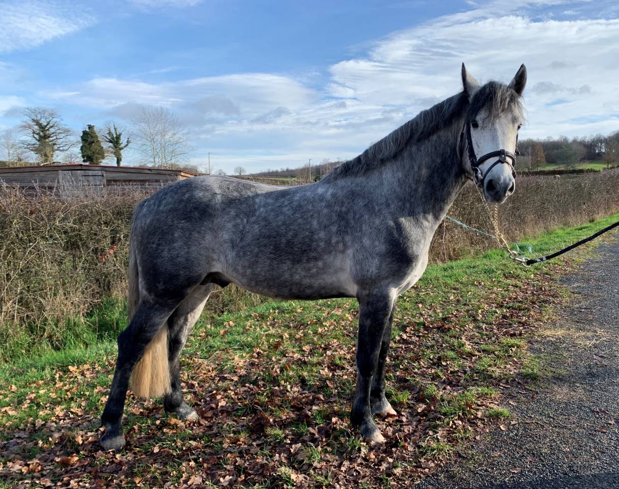 GALION DE MINUIT - Connemara 2016 by GRANIT'BOY PONDI