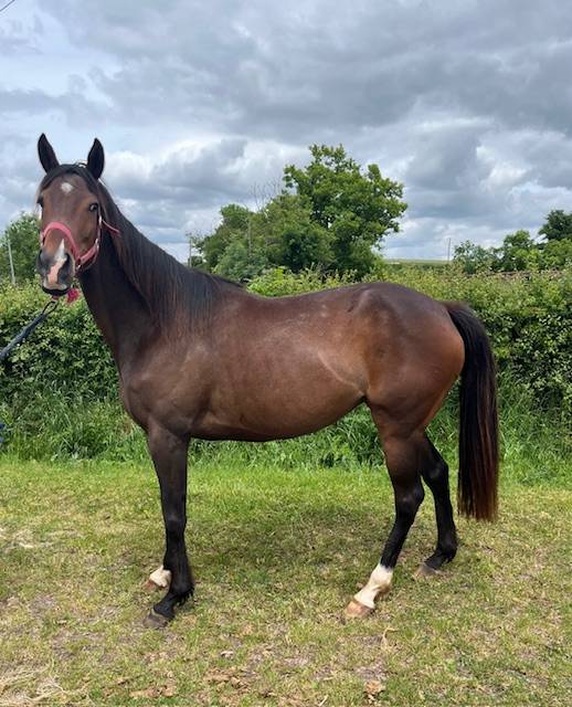 Broodmare Thoroughbred For sale 2019 Bay