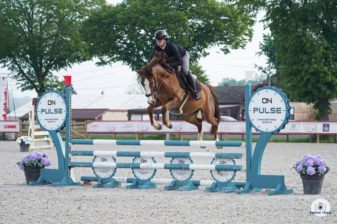 Gelding French Saddle Pony For sale 2022 Liver chestnut