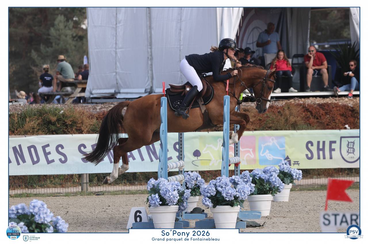 Gelding French Saddle Pony For sale 2022 Liver chestnut