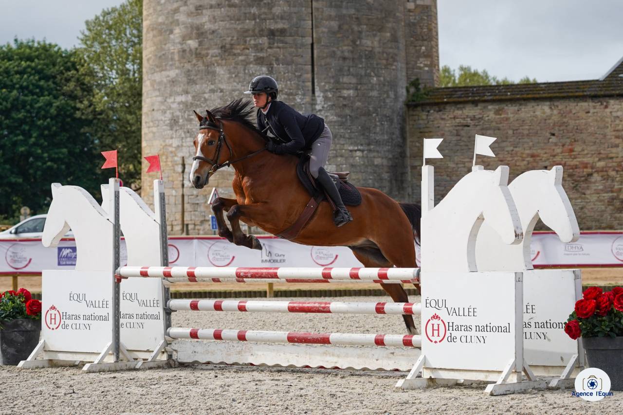 Gelding French Saddle Pony For sale 2021 Bay