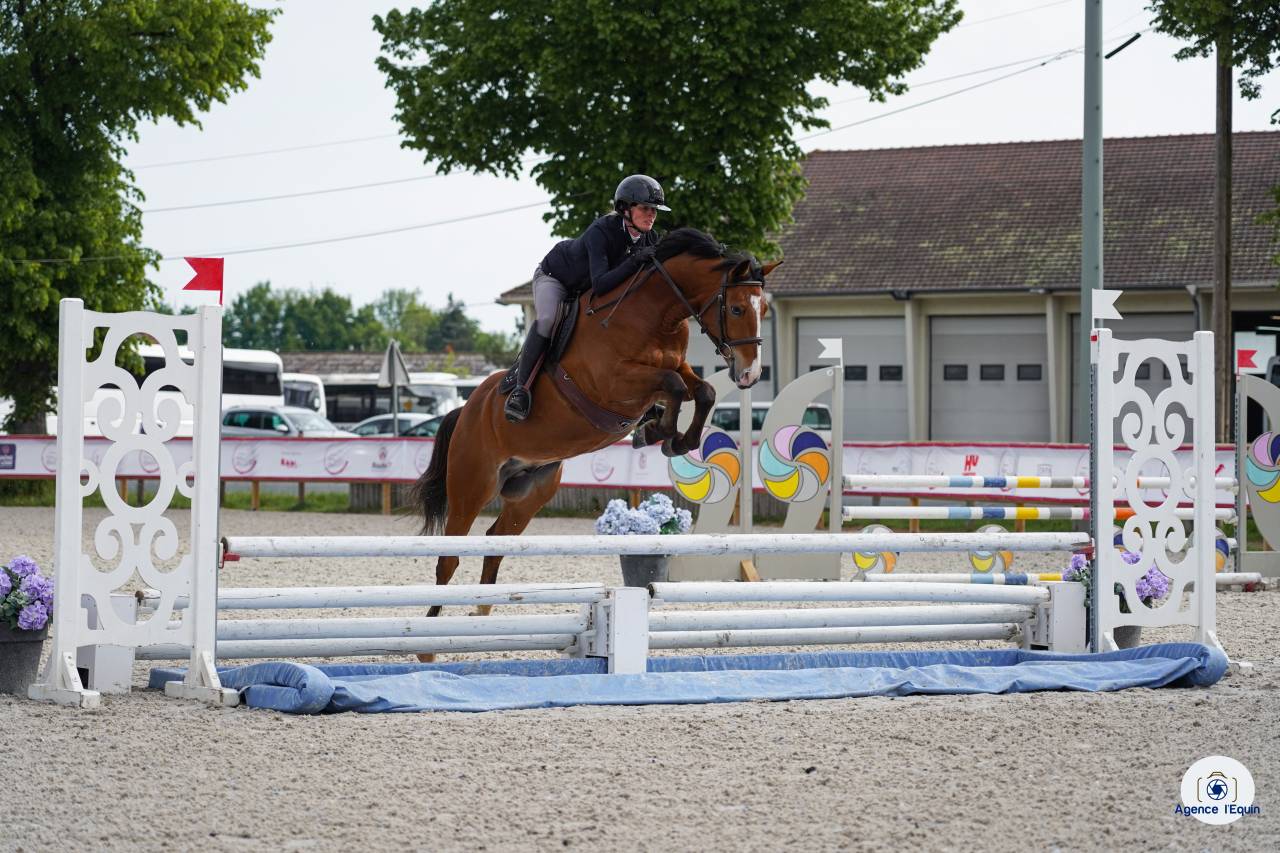 Gelding French Saddle Pony For sale 2021 Bay