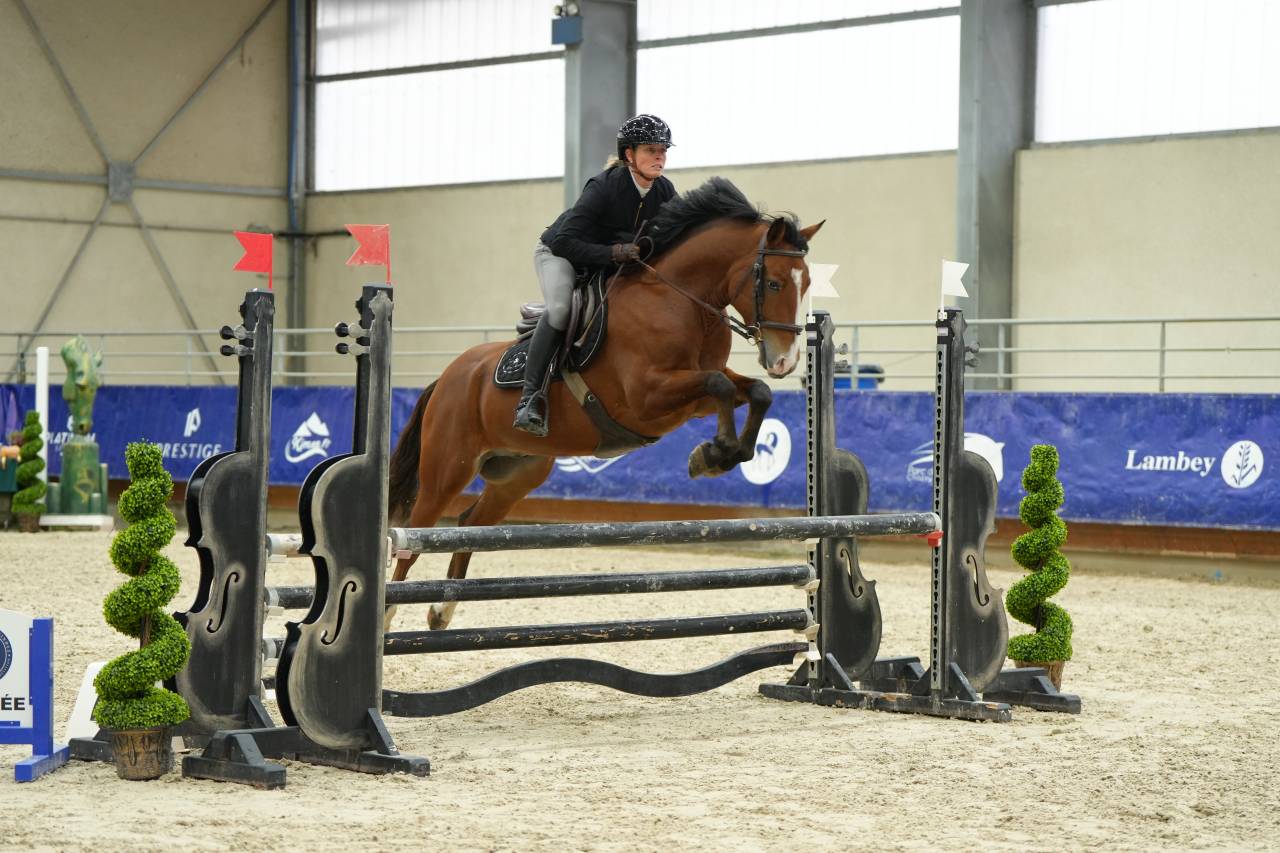 Gelding French Saddle Pony For sale 2021 Bay