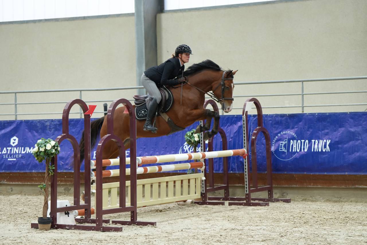 Gelding French Saddle Pony For sale 2021 Bay