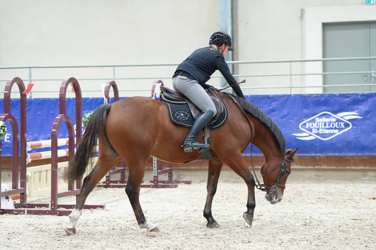 Gelding French Saddle Pony For sale 2021 Bay