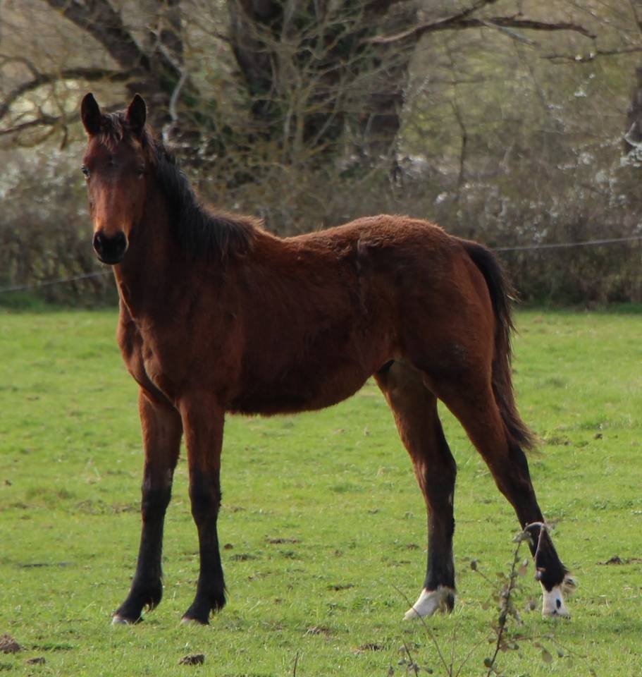 Colt Selle Fran&ccedil;ais For sale 2025 Bay
