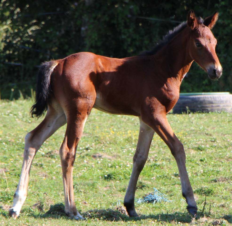 Colt Selle Fran&ccedil;ais For sale 2025 Bay