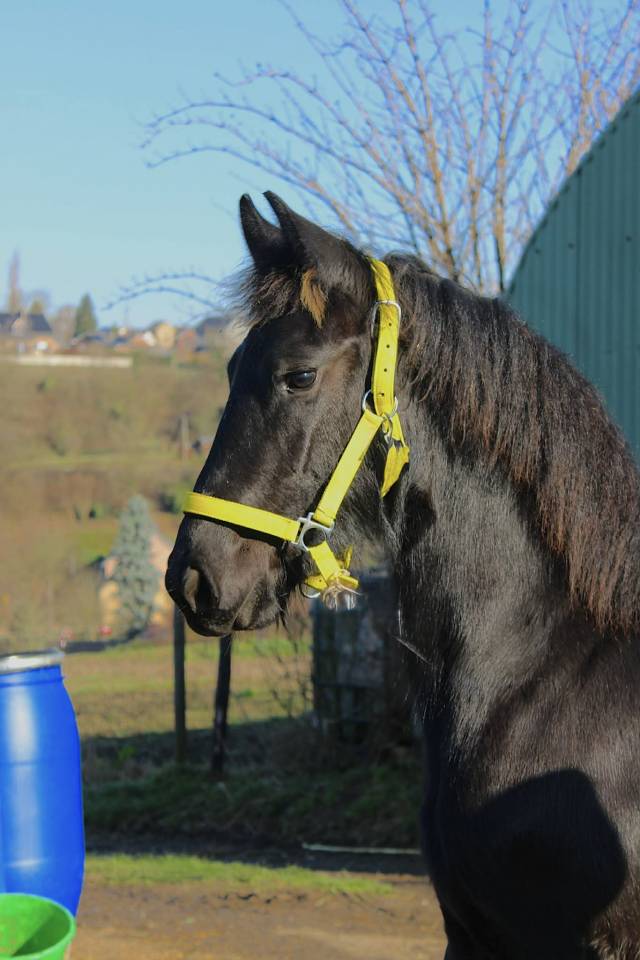 Filly Friesian Sporthorse For sale 2025 Black
