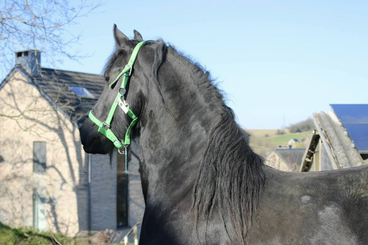 Filly Friesian Sporthorse For sale 2025 Black