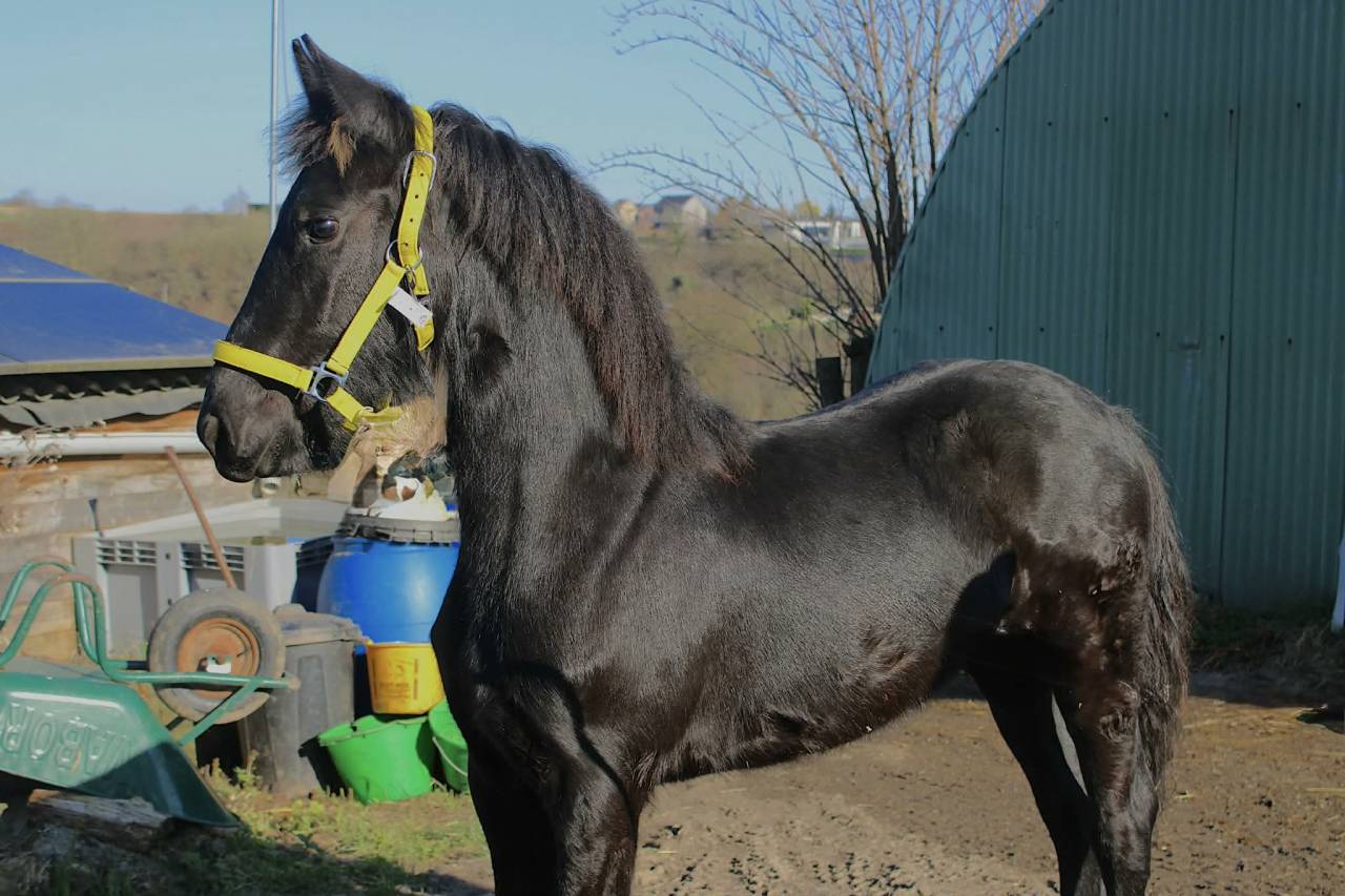 Filly Friesian Sporthorse For sale 2025 Black