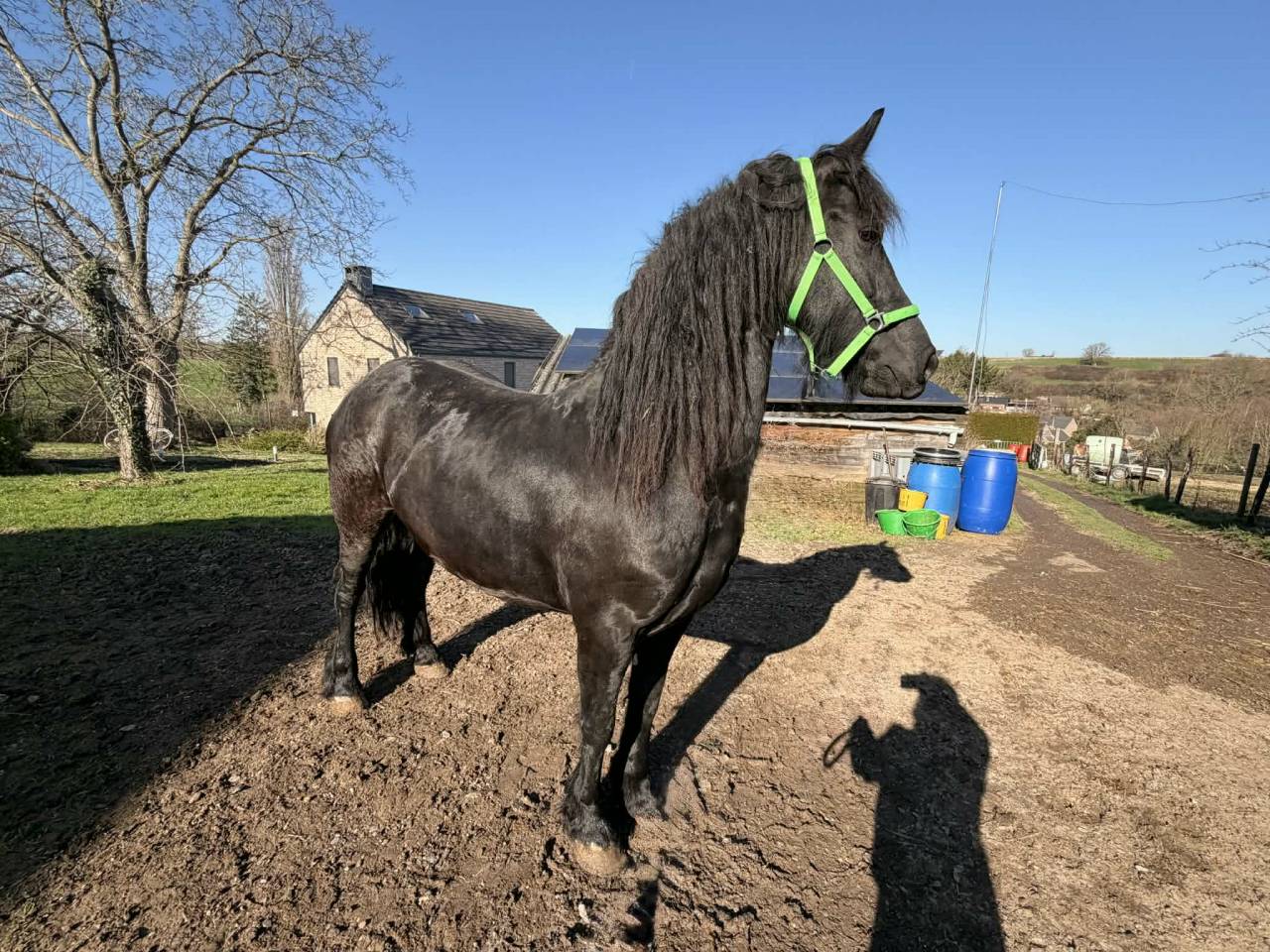 Filly Friesian Sporthorse For sale 2025 Black
