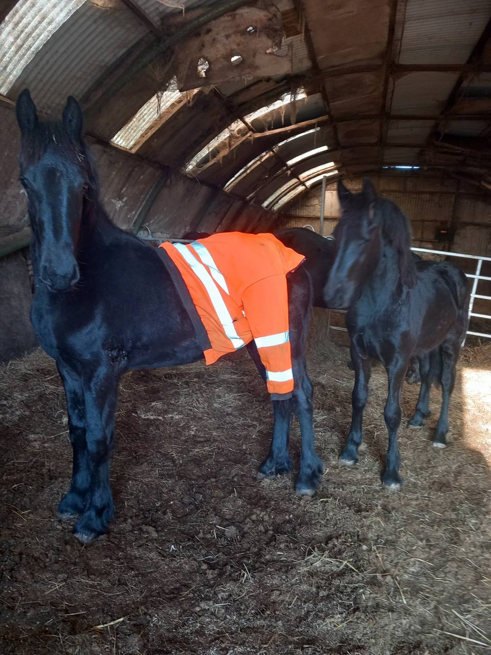 Filly Friesian Sporthorse For sale 2025 Black
