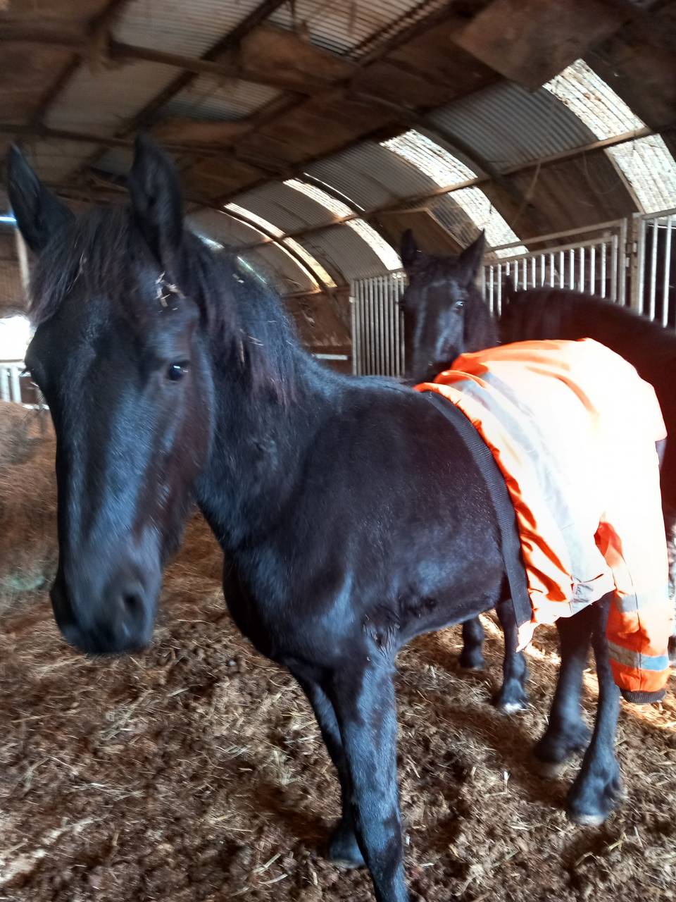 Filly Friesian Sporthorse For sale 2025 Black