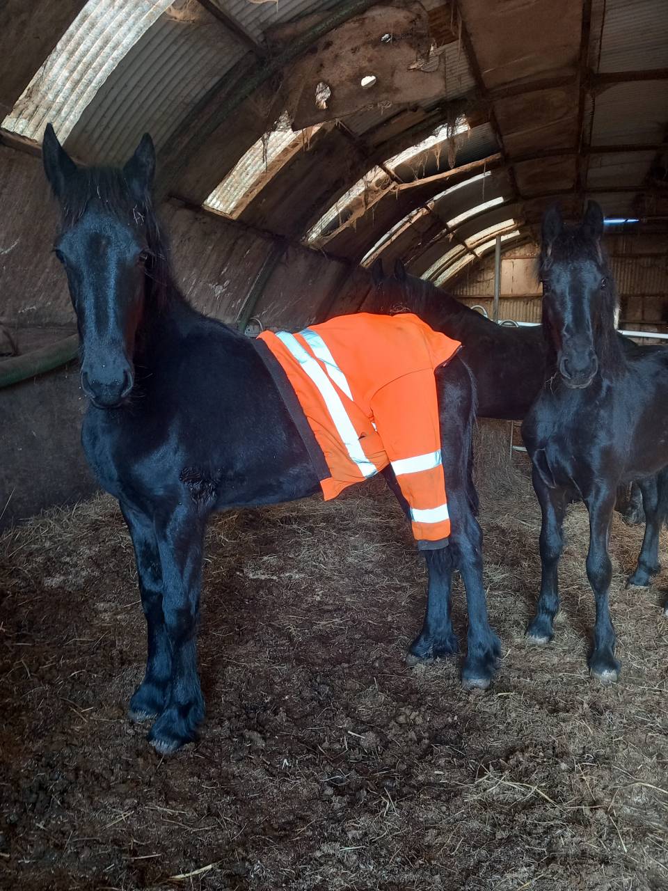 Filly Friesian Sporthorse For sale 2025 Black