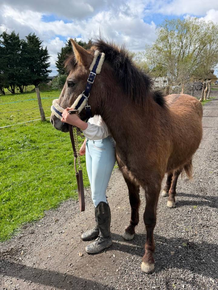 Stallion New Forest For sale 2024 Dark Bay