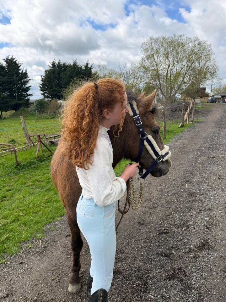 Stallion New Forest For sale 2024 Dark Bay