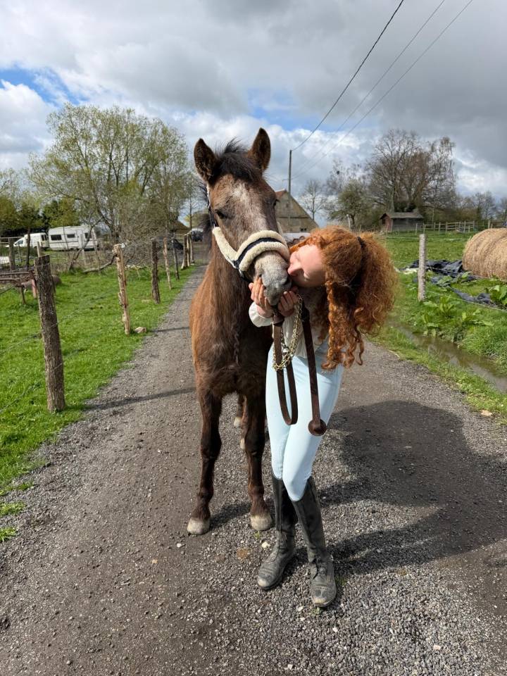 Stallion New Forest For sale 2024 Dark Bay