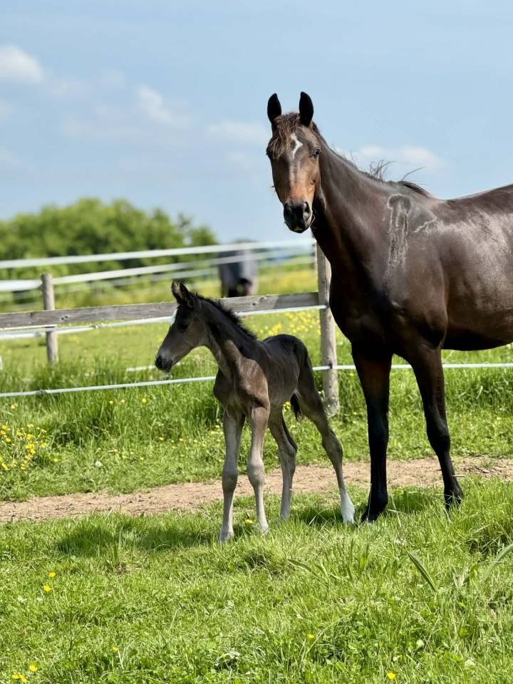 Mare Oldenburg For sale 2019 Bay