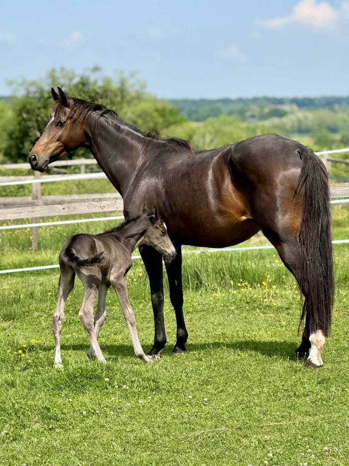 Mare Oldenburg For sale 2019 Bay