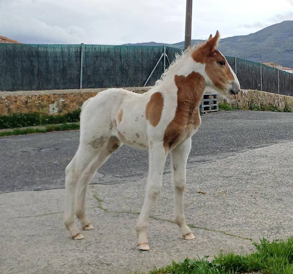 Duque - Sport Horse Of Color 2022