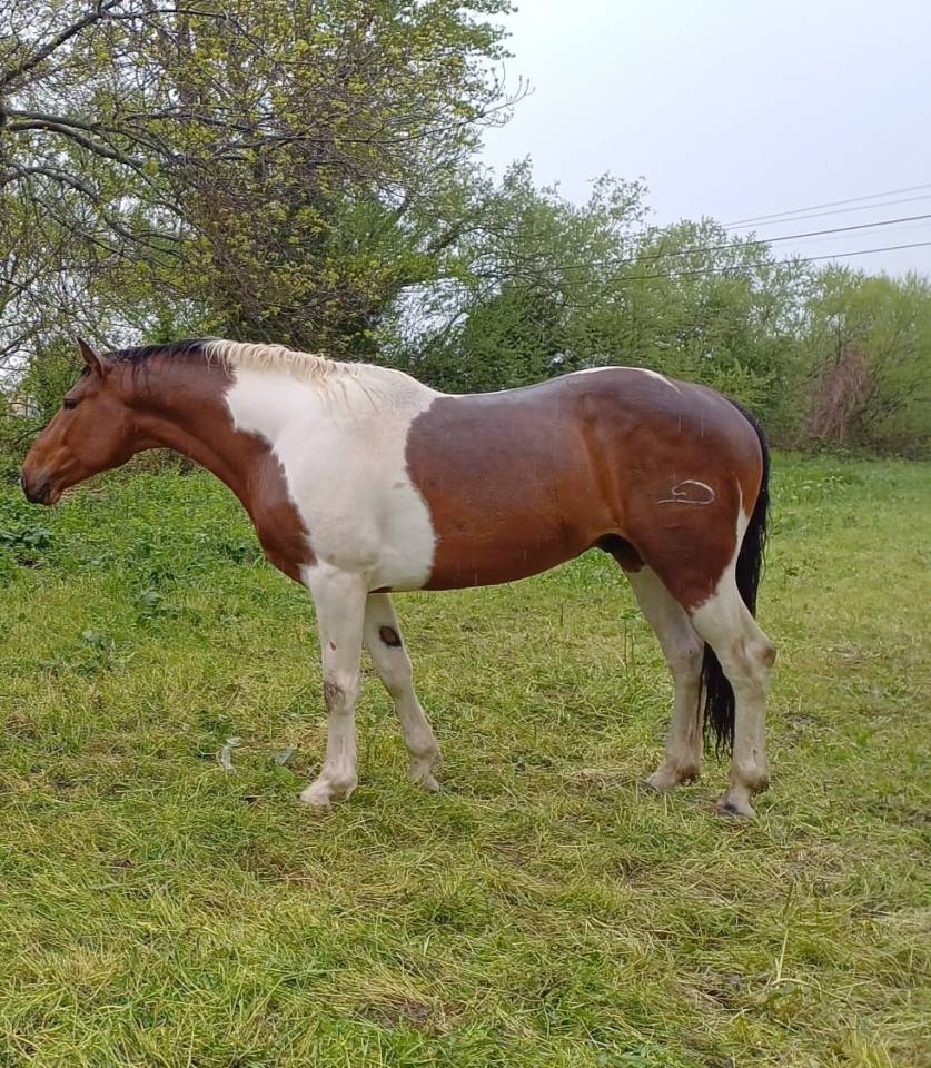 Duque - Sport Horse Of Color 2022