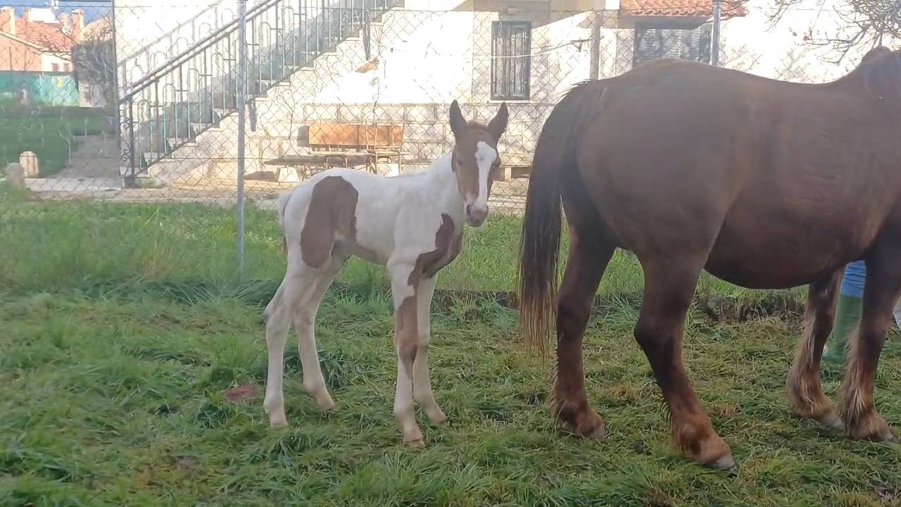 Duque - Sport Horse Of Color 2022