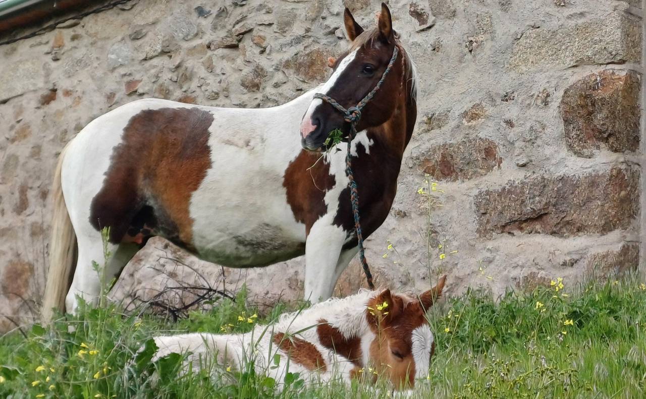 Duque - Sport Horse Of Color 2022