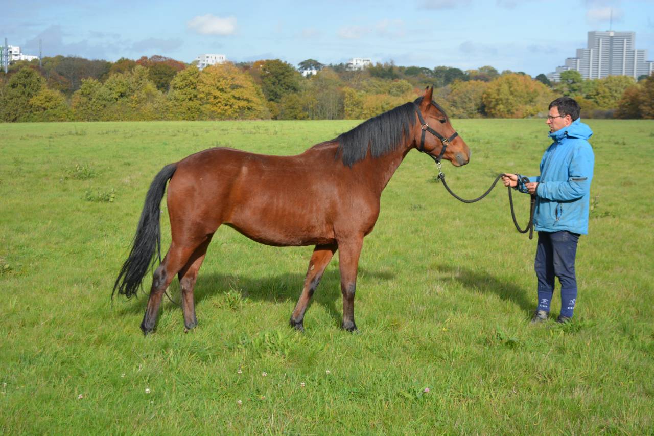 Mare Origin Recorded For sale 2021 Bay