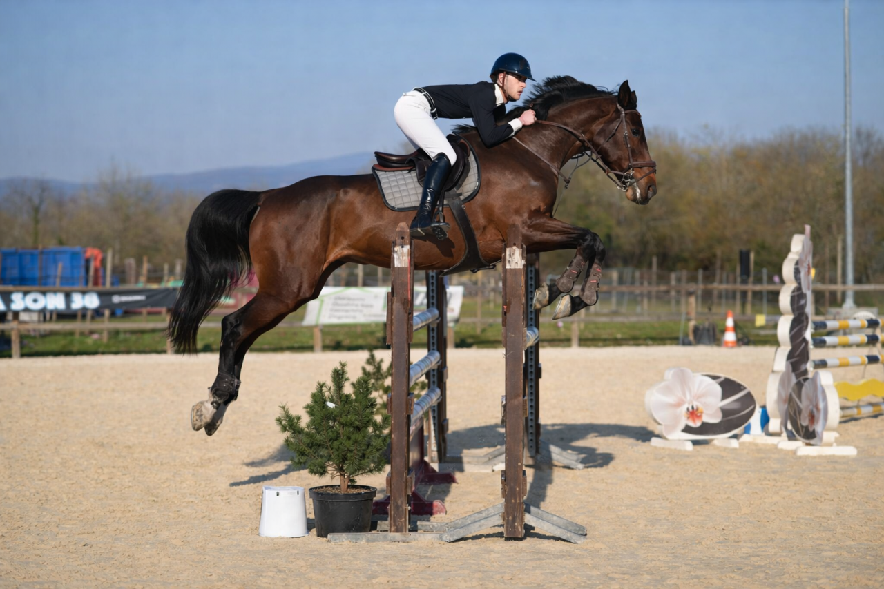 Mare Zangersheide For sale 2011 Bay