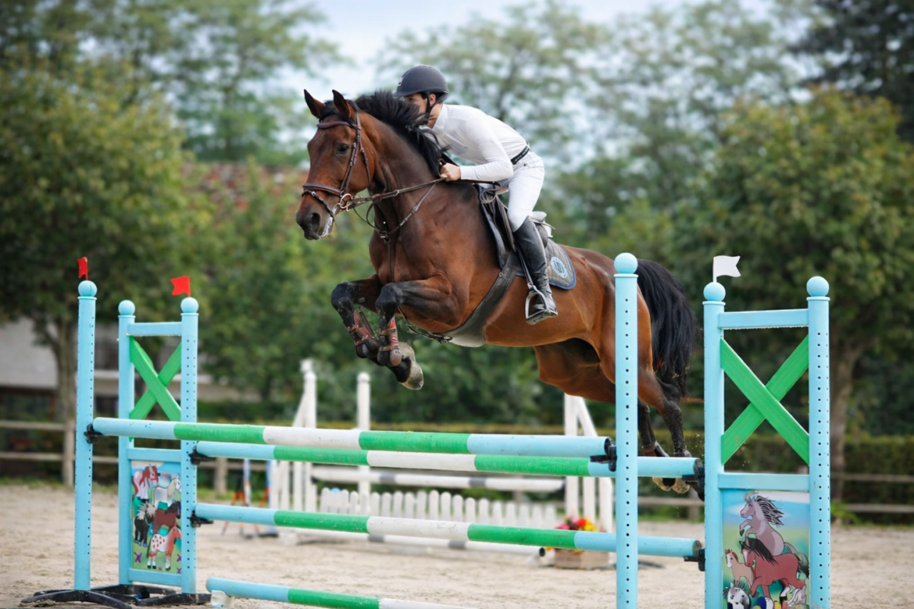 Mare Zangersheide For sale 2011 Bay