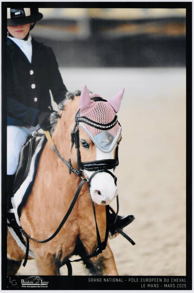 Mare Other Horse Breed For sale 2014 Palomino