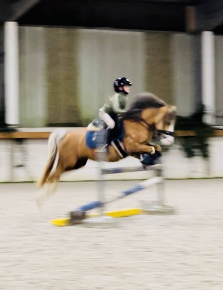 Mare Other Horse Breed For sale 2014 Palomino