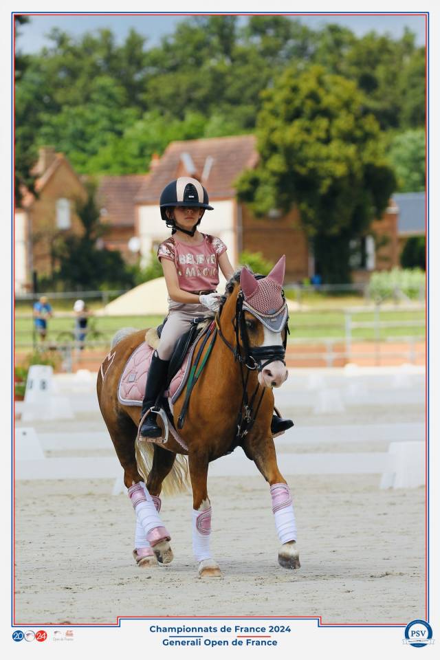 Mare Other Horse Breed For sale 2014 Palomino