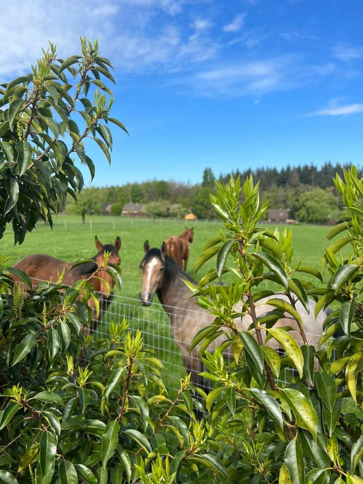 Groom, Stud - Temporary contract Full time - Li&egrave;ge Belgium