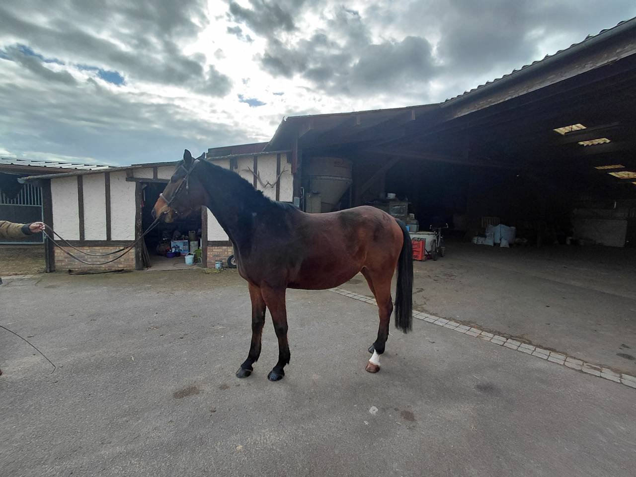 Gelding Anglo-Arabian For sale 2022 Bay
