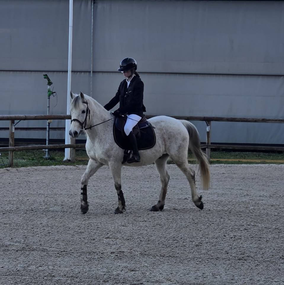 Gelding French Saddle Pony For sale 2018 Grey