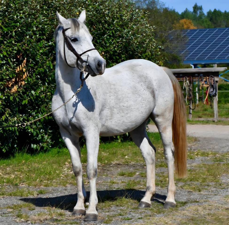 Gelding French Saddle Pony For sale 2018 Grey