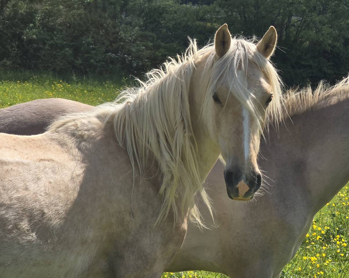 Mare Welsh Pony (Section D), Welsh Cob For sale 2023 Palomino