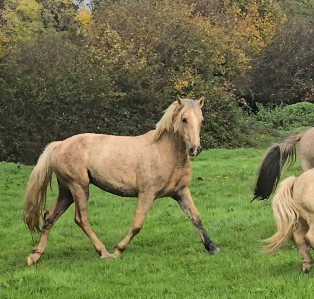 Mare Welsh Pony (Section D), Welsh Cob For sale 2023 Palomino