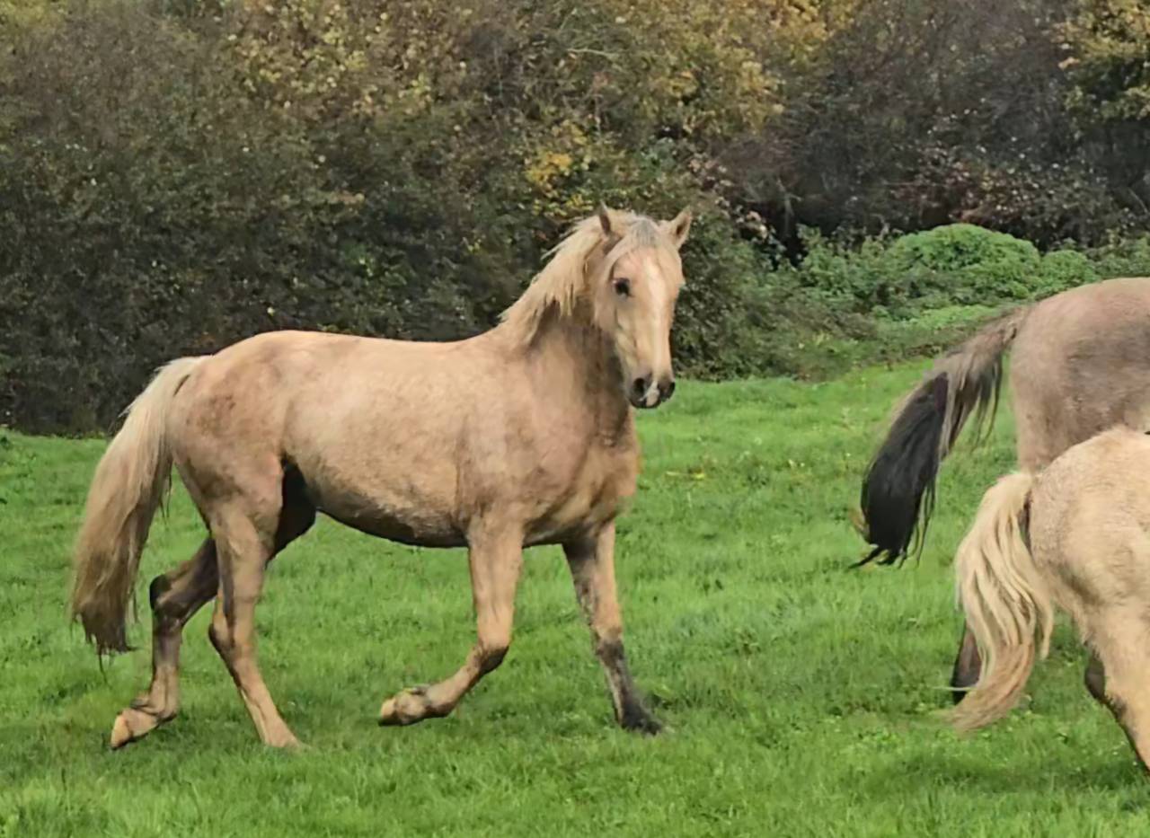 Mare Welsh Pony (Section D), Welsh Cob For sale 2023 Palomino