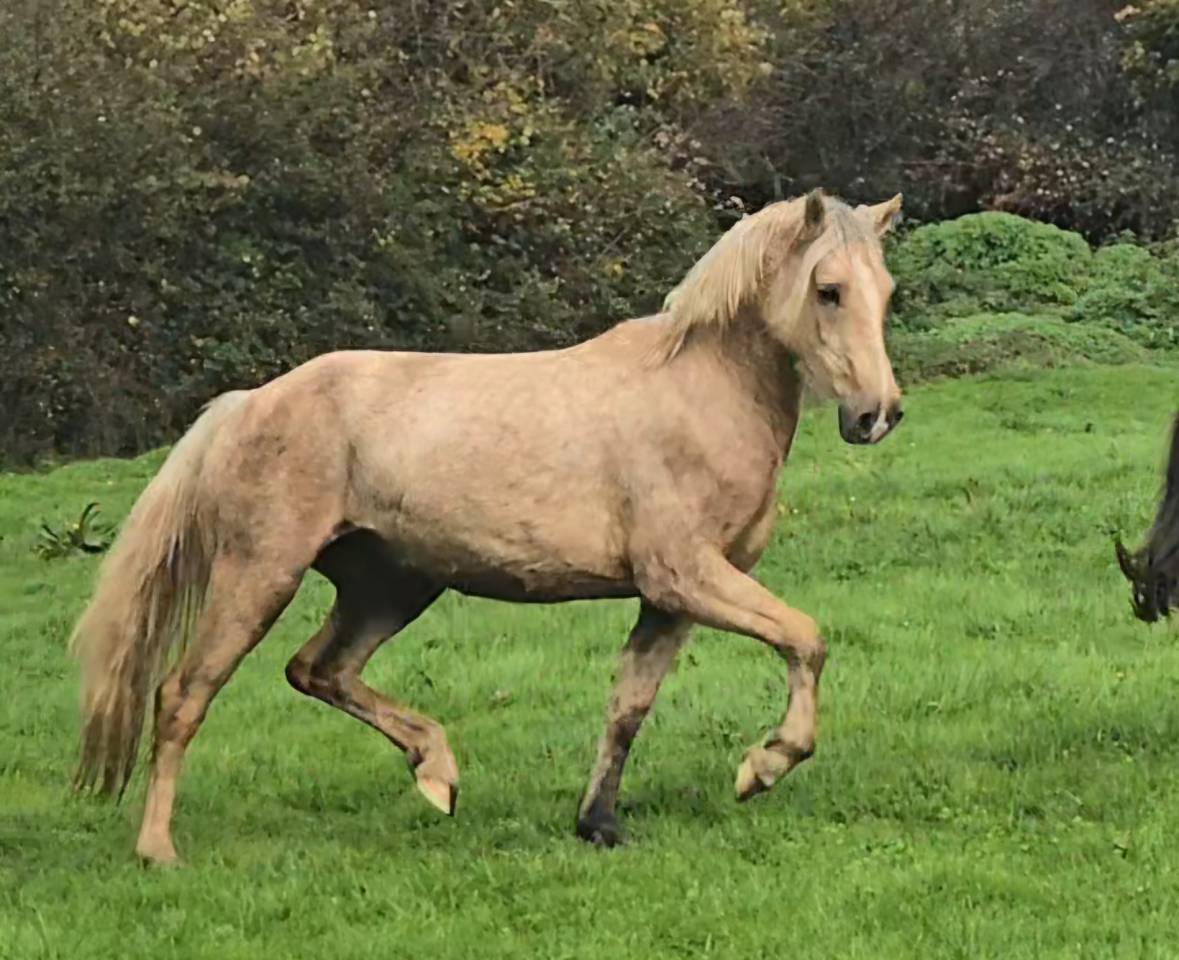 Mare Welsh Pony (Section D), Welsh Cob For sale 2023 Palomino