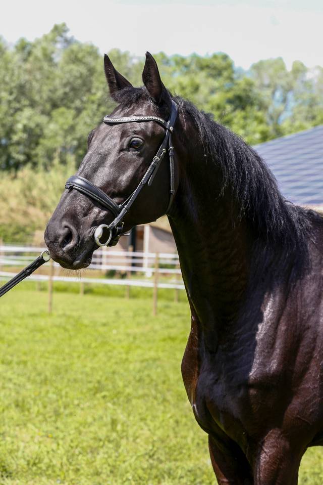 Gelding KWPN Dutch Warmblood For sale 2020 Black