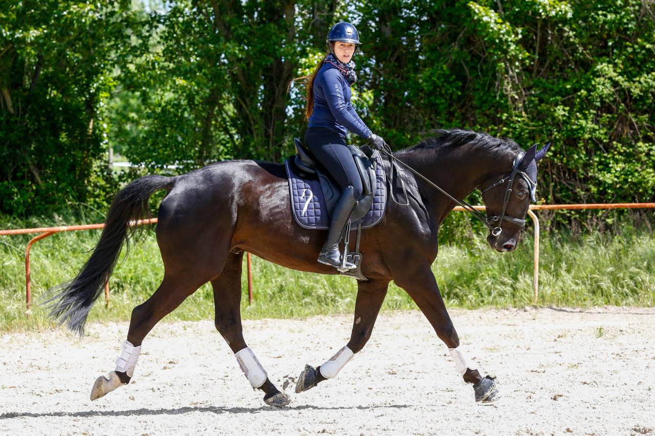 Gelding KWPN Dutch Warmblood For sale 2020 Black