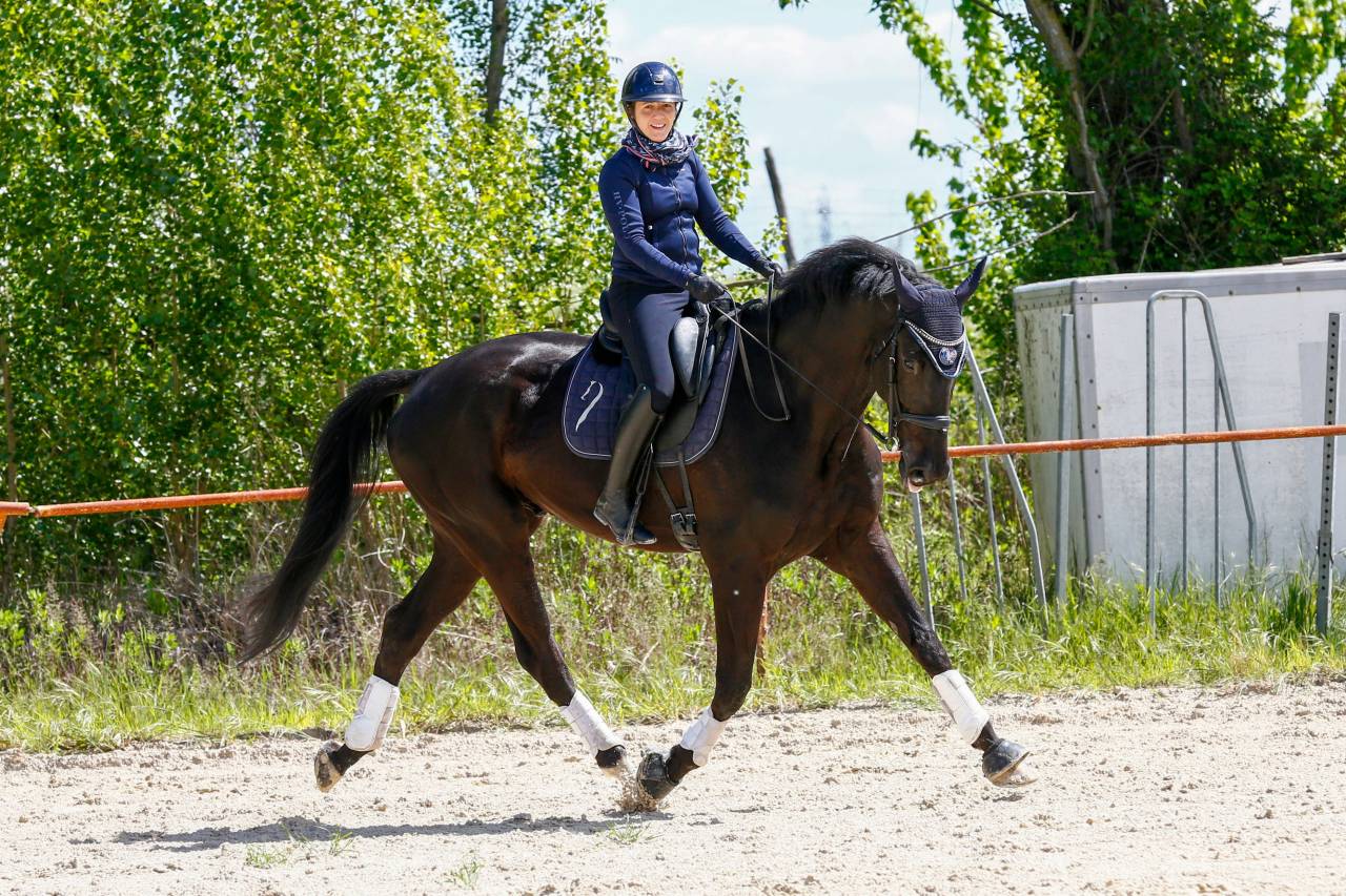 Gelding KWPN Dutch Warmblood For sale 2020 Black