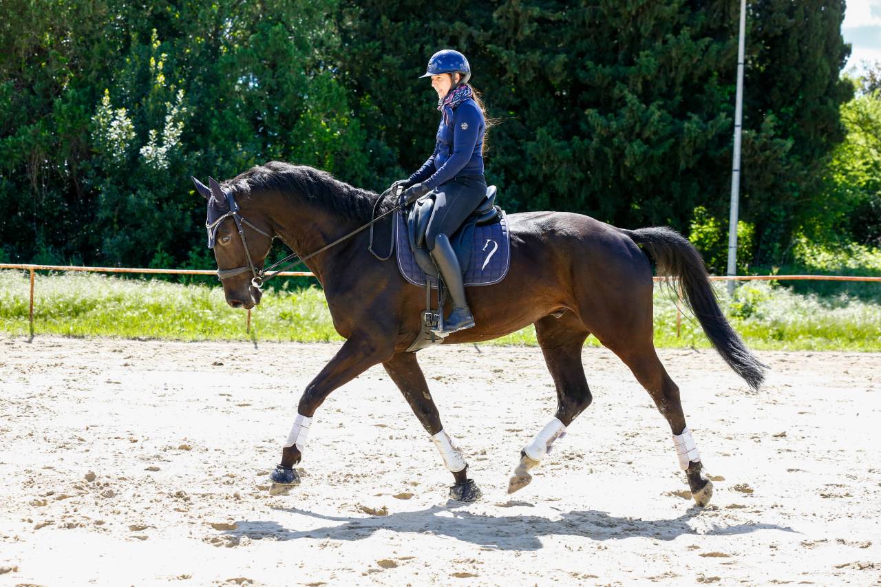 Gelding KWPN Dutch Warmblood For sale 2020 Black