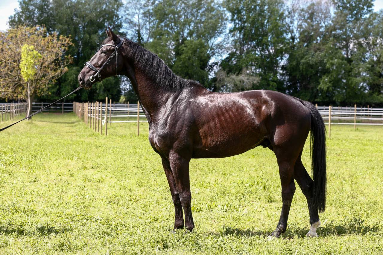 Gelding KWPN Dutch Warmblood For sale 2020 Black