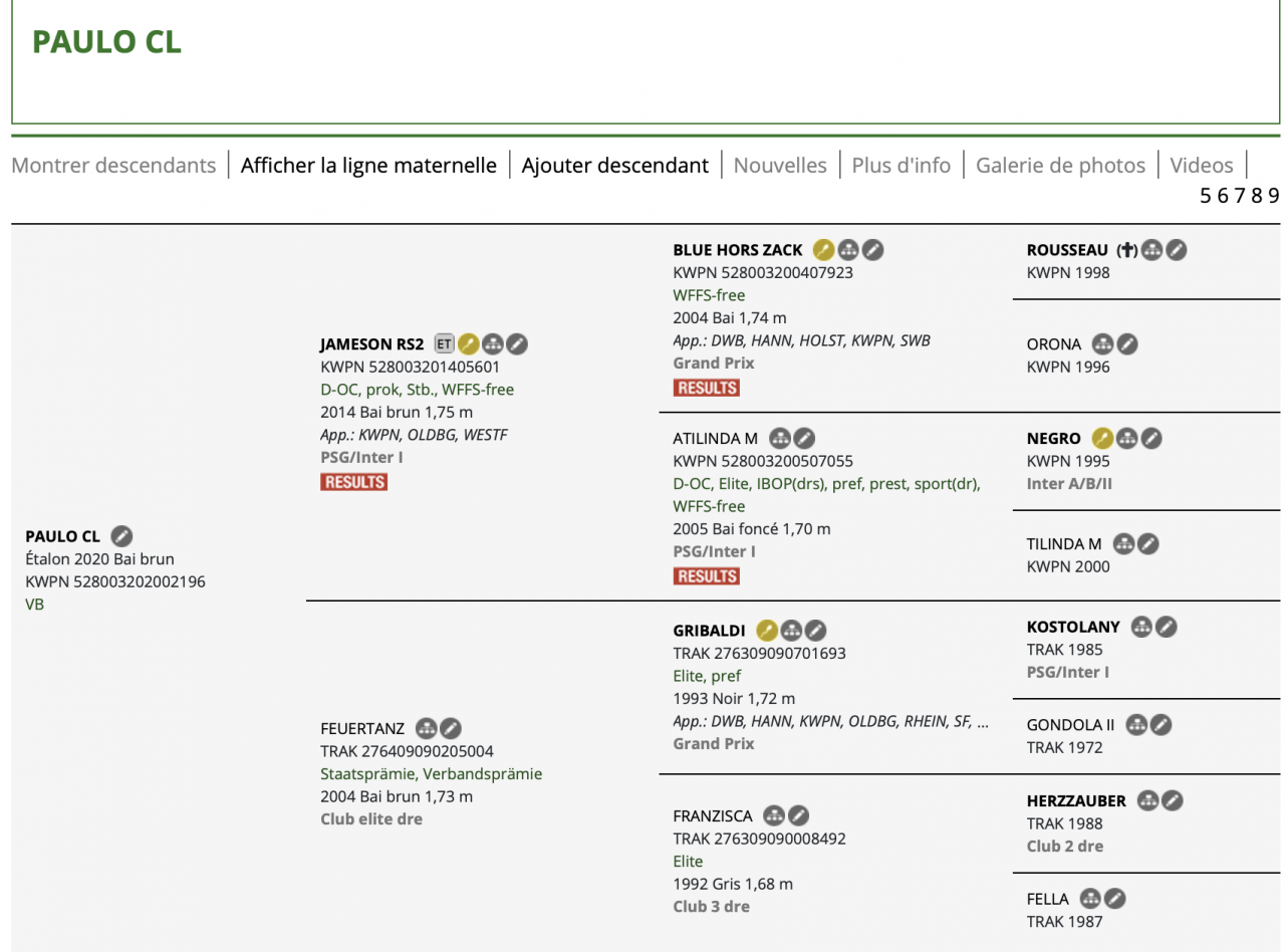 Gelding KWPN Dutch Warmblood For sale 2020 Black