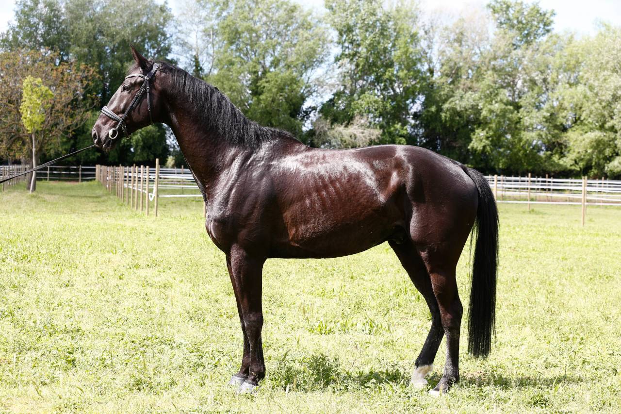 Gelding KWPN Dutch Warmblood For sale 2020 Black
