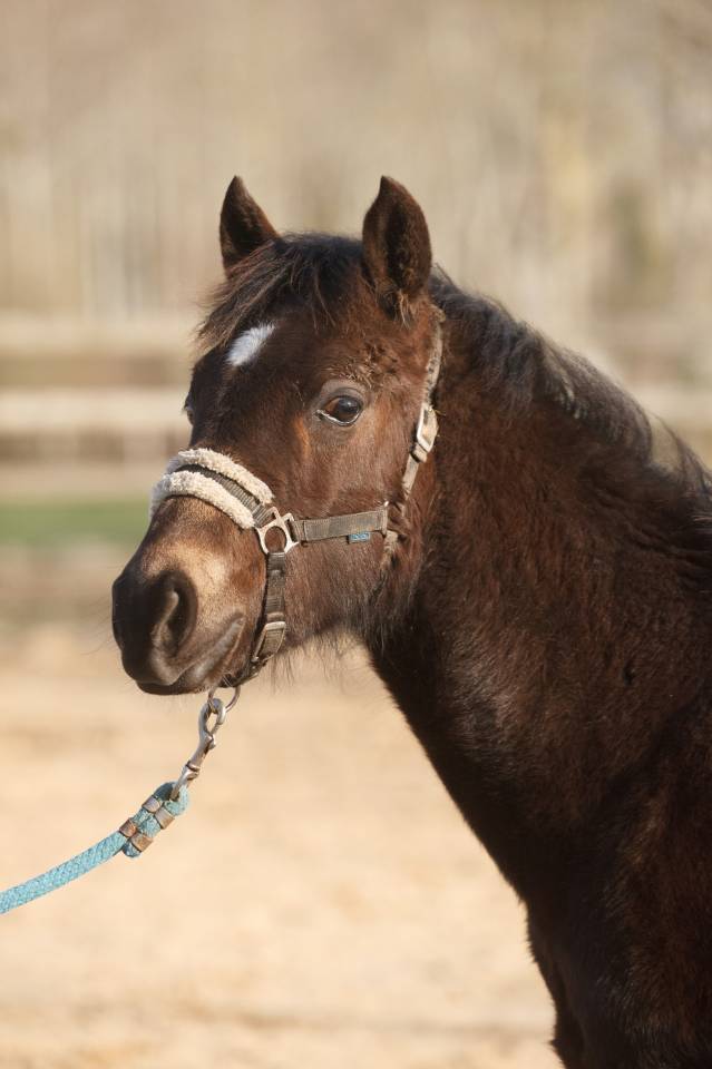 Gelding New Forest For sale 2025 Buckskin