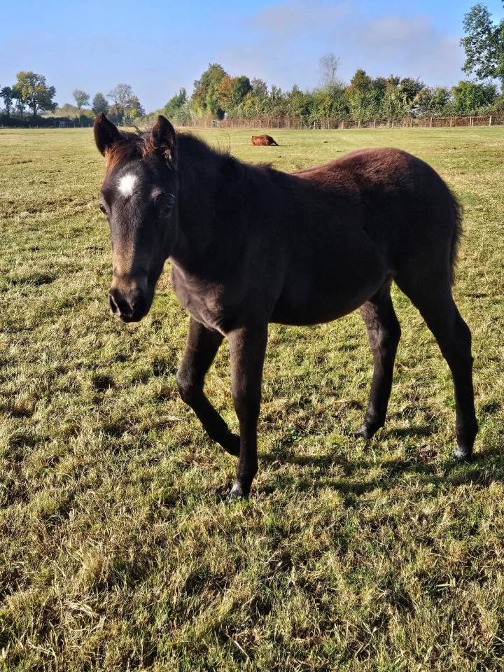 Gelding New Forest For sale 2025 Buckskin